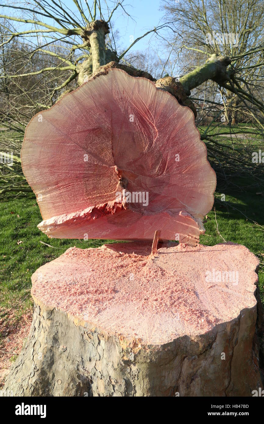 felled tree Stock Photo
