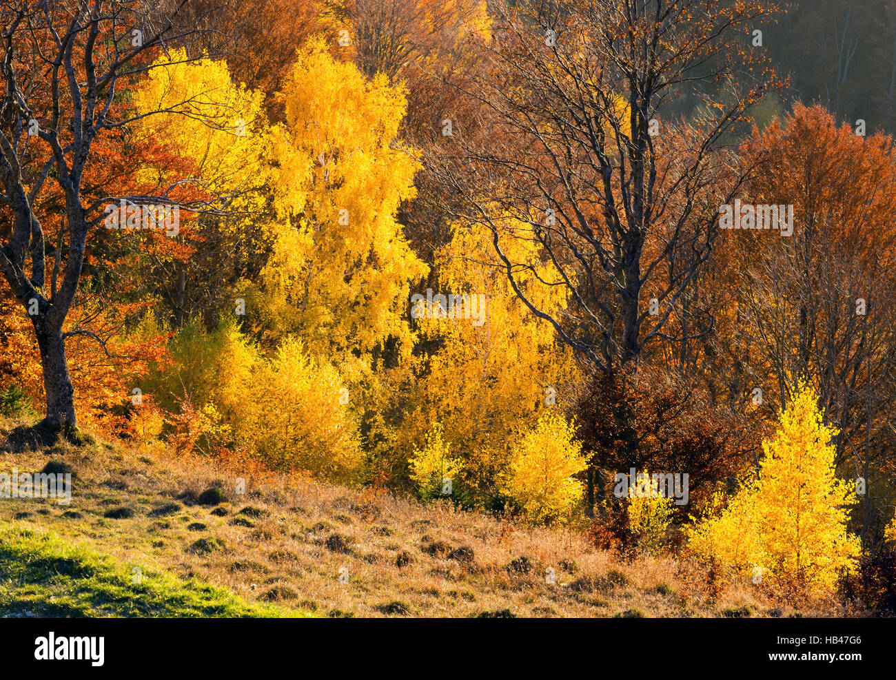 Golden autumn in mountain Stock Photo - Alamy