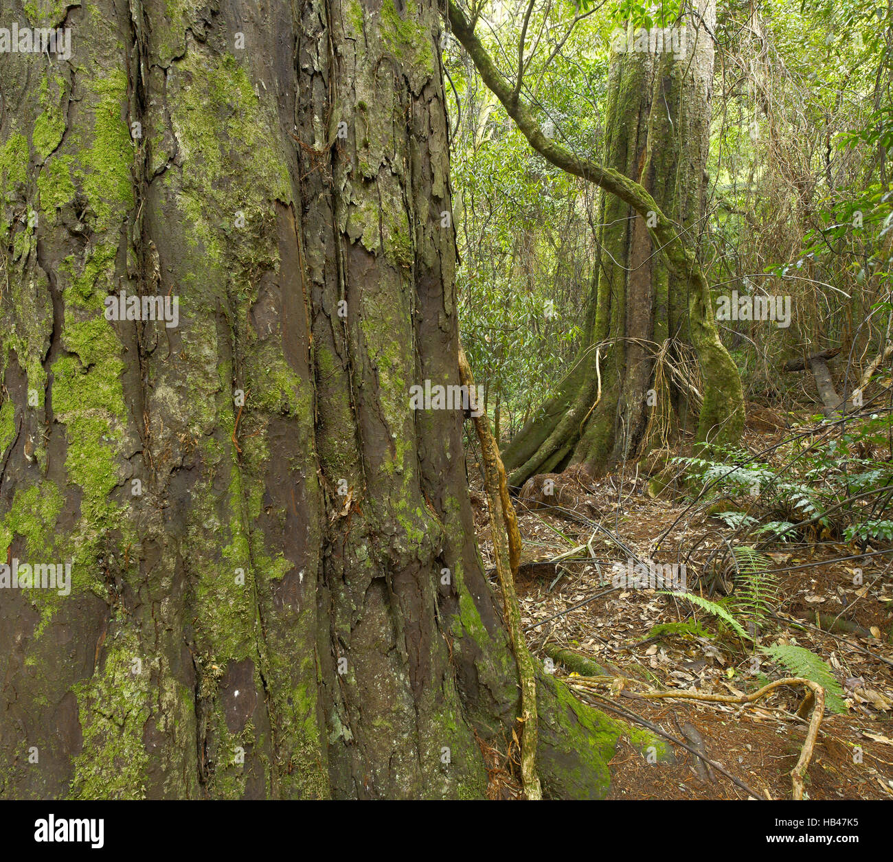 Tree and jungle surroundings Stock Photo Alamy