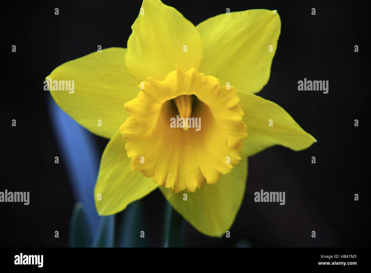 Daffodil Stock Photo