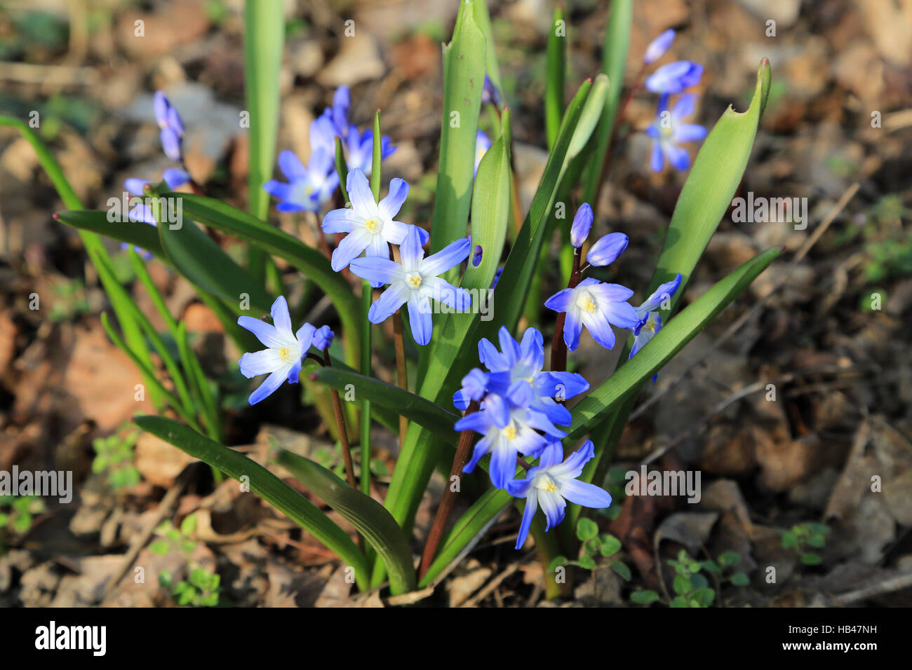 Hyacinthe Glory of the snow Stock Photo