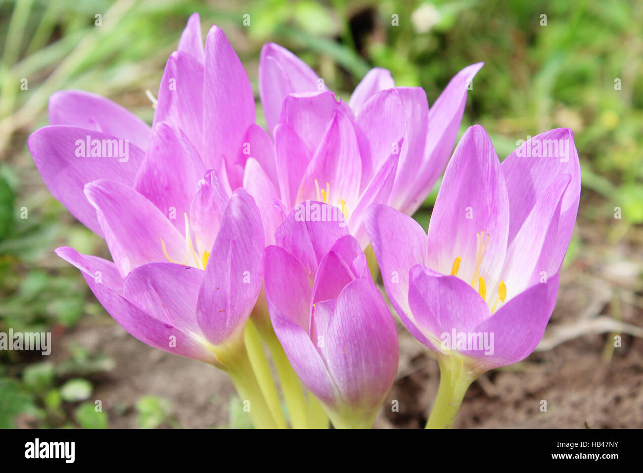 pink flowers of colchicum autumnale Stock Photo