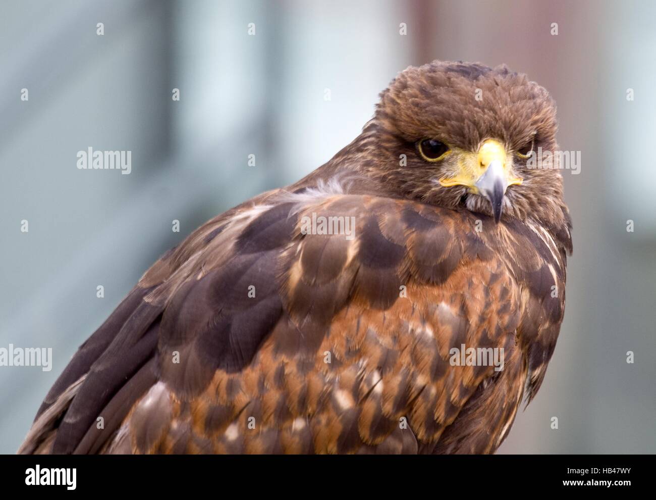 Desert buzzard - Harris Hawk Stock Photo - Alamy