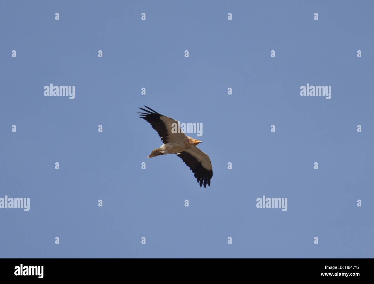 Egyptian vulture Stock Photo