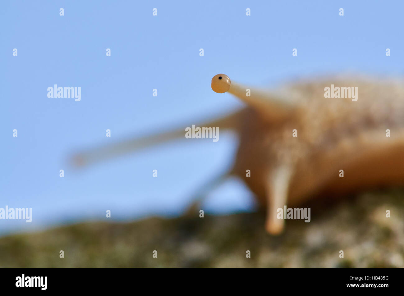 Grapewine Snail (Helix pomatia) Stock Photo