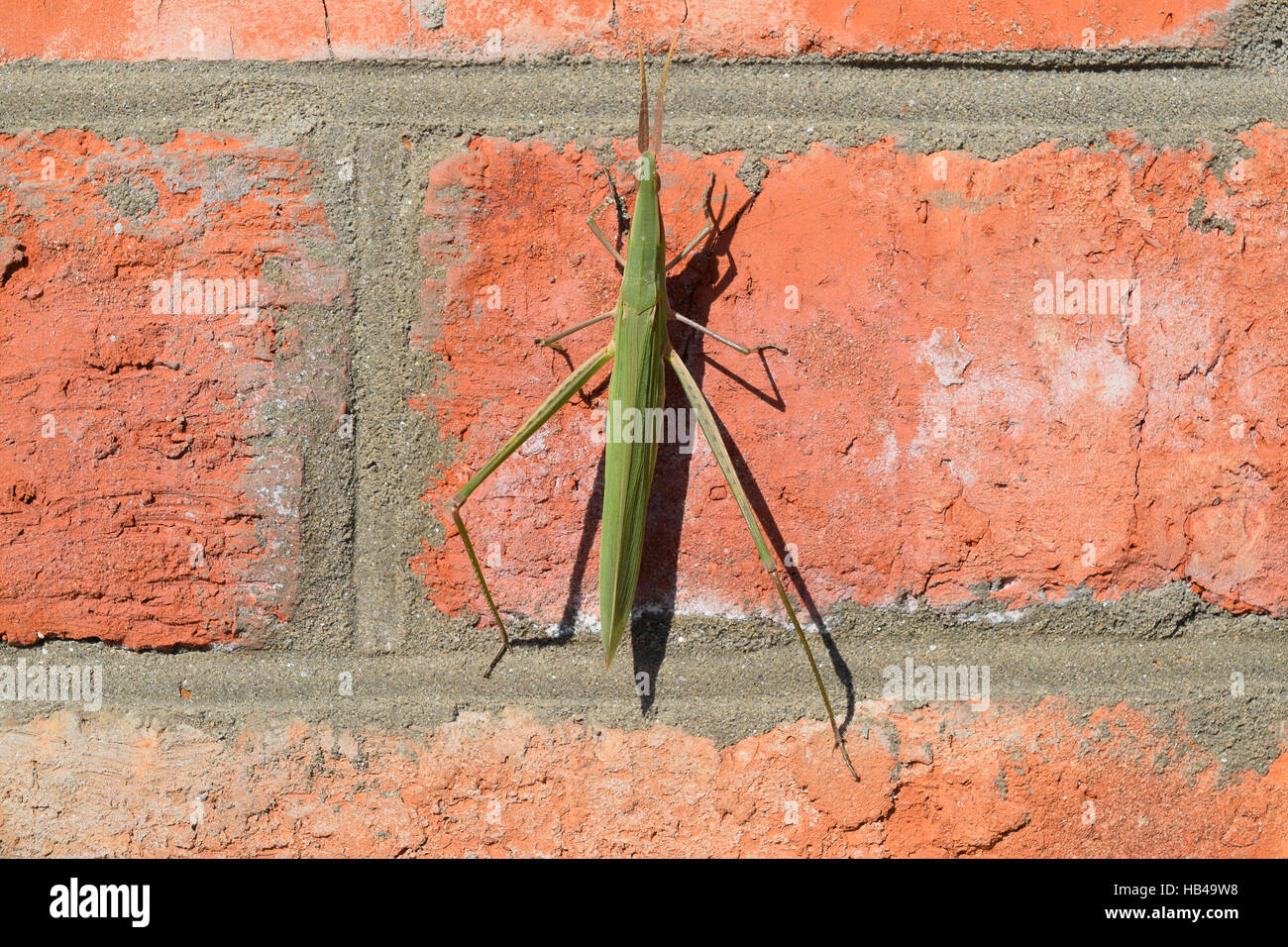 Green locusts, orthoptera insect Stock Photo