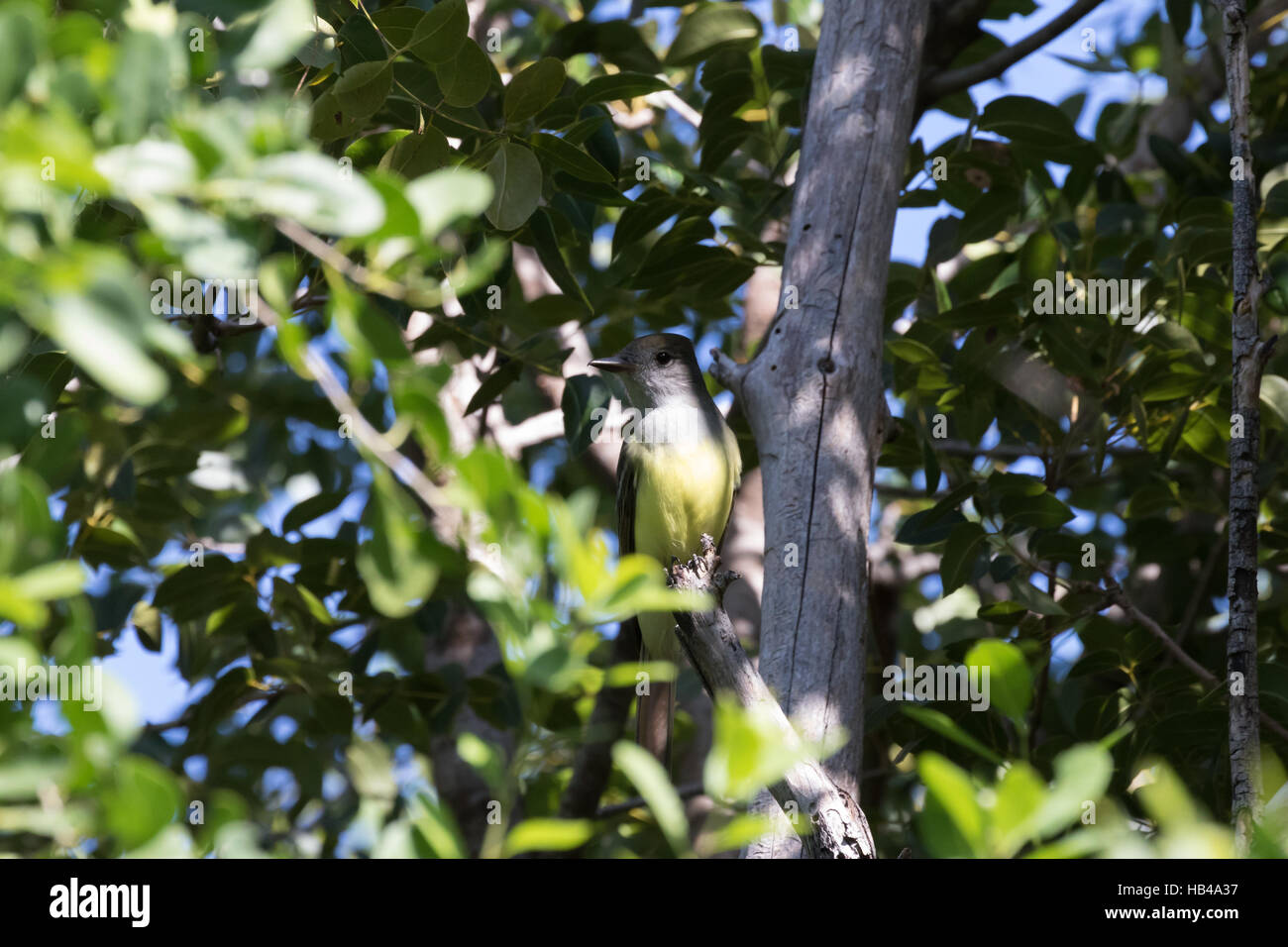 Western Kingbird (Tyrannus verticalis), Tavernier, Key Largo, Florida Stock Photo