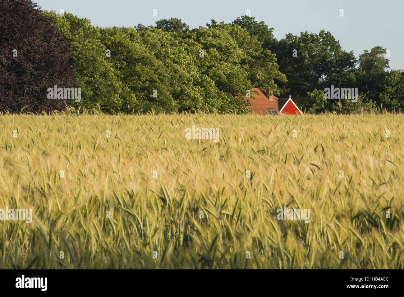 Rye field in the Achterhoek in Netherlands Stock Photo