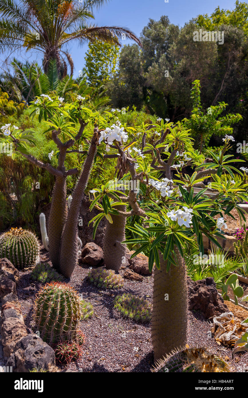 Jungle park at Tenerife Canary Stock Photo