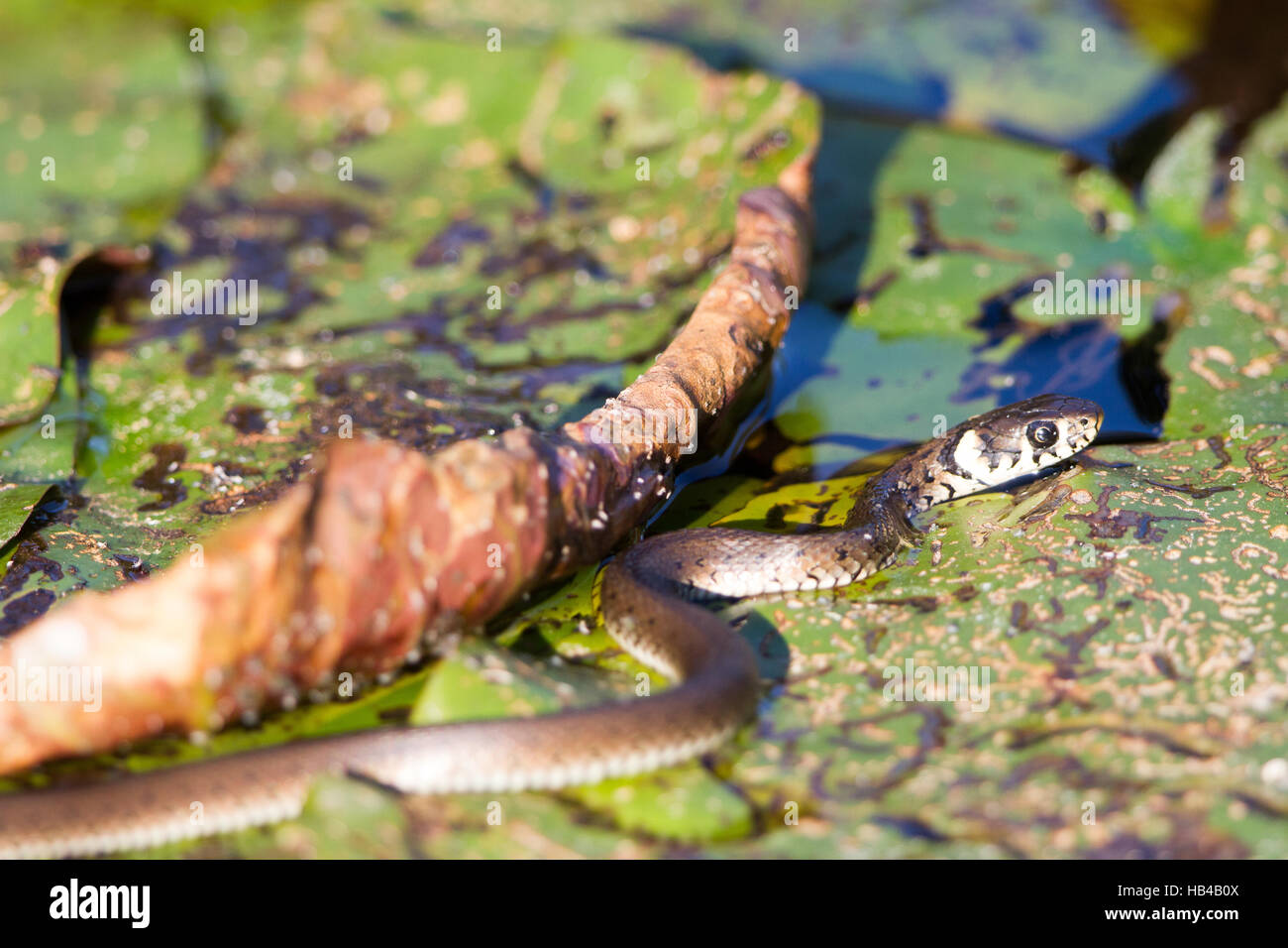 Hunting young European grass snake Stock Photo