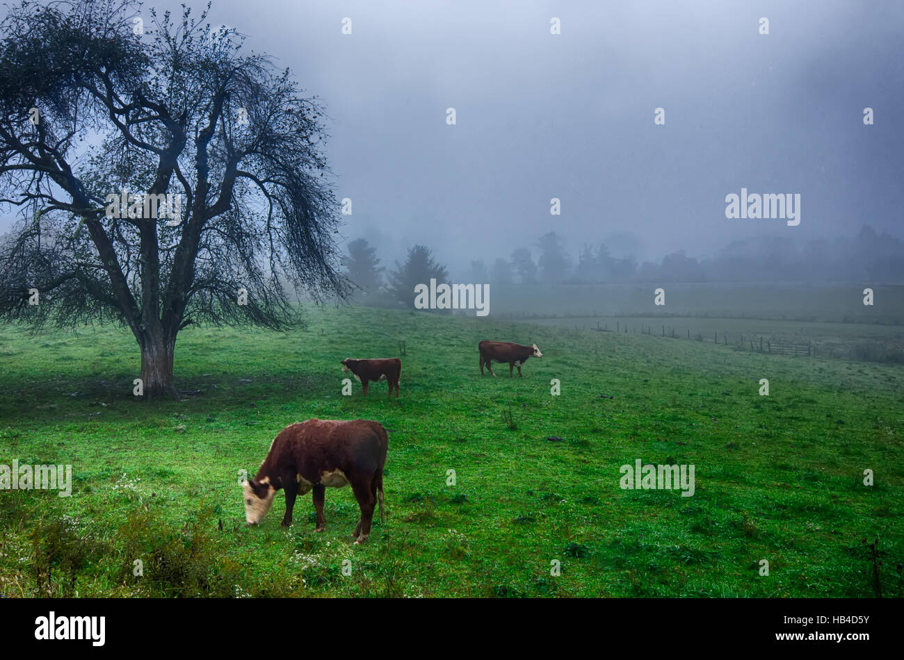 Backlit cattle grazing in hi-res stock photography and images - Alamy