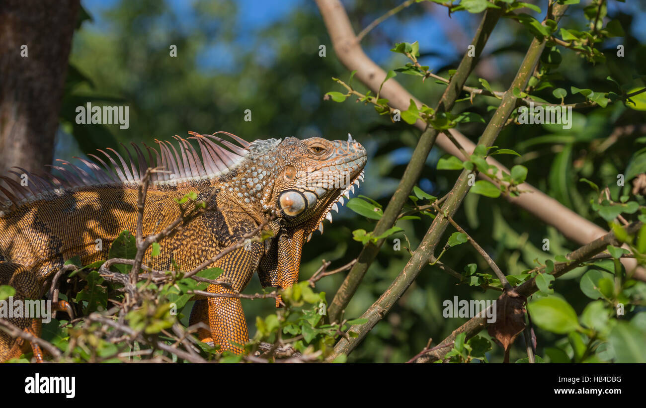 Green Iguana (Iguana iguana), Tavernier, Key Largo, Florida Stock Photo