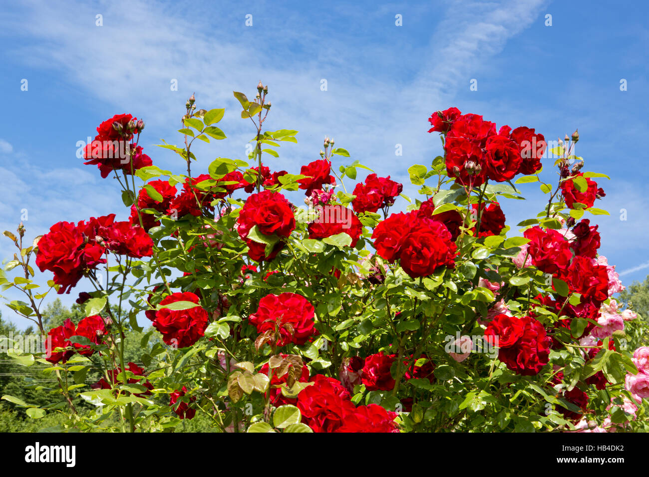 Red climbing rose isolated on blue sky. Stock Photo