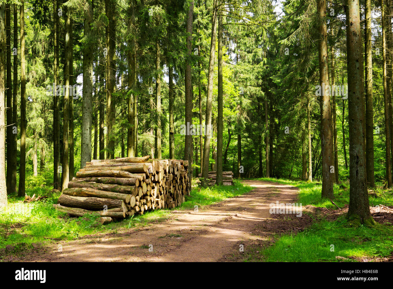 Sunlight in the green forest Stock Photo - Alamy