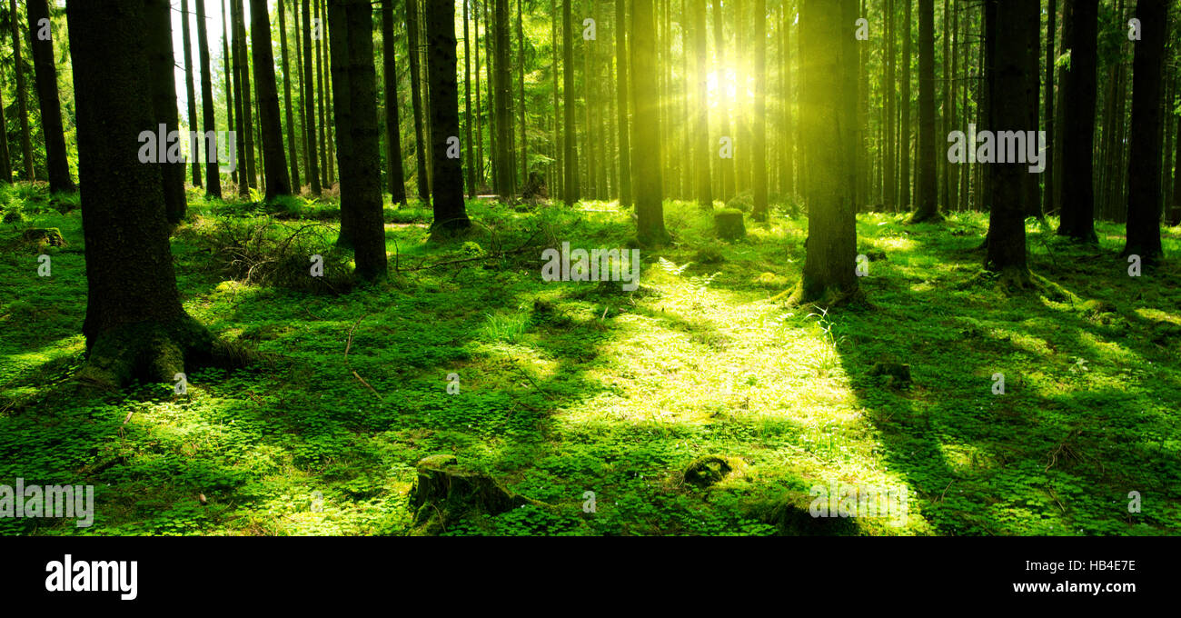 Sunlight in the green forest Stock Photo - Alamy