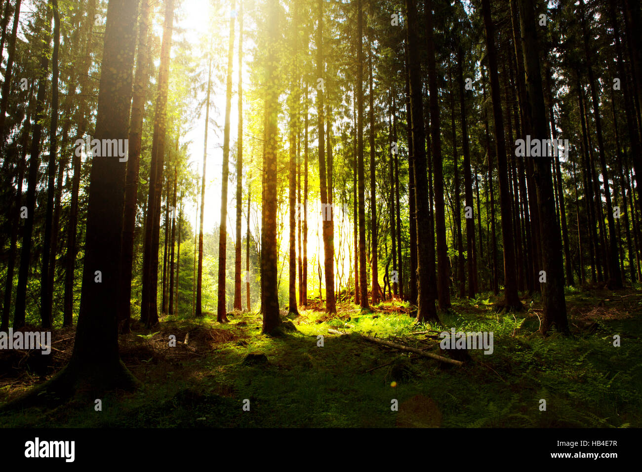 Sunlight in the green forest Stock Photo - Alamy