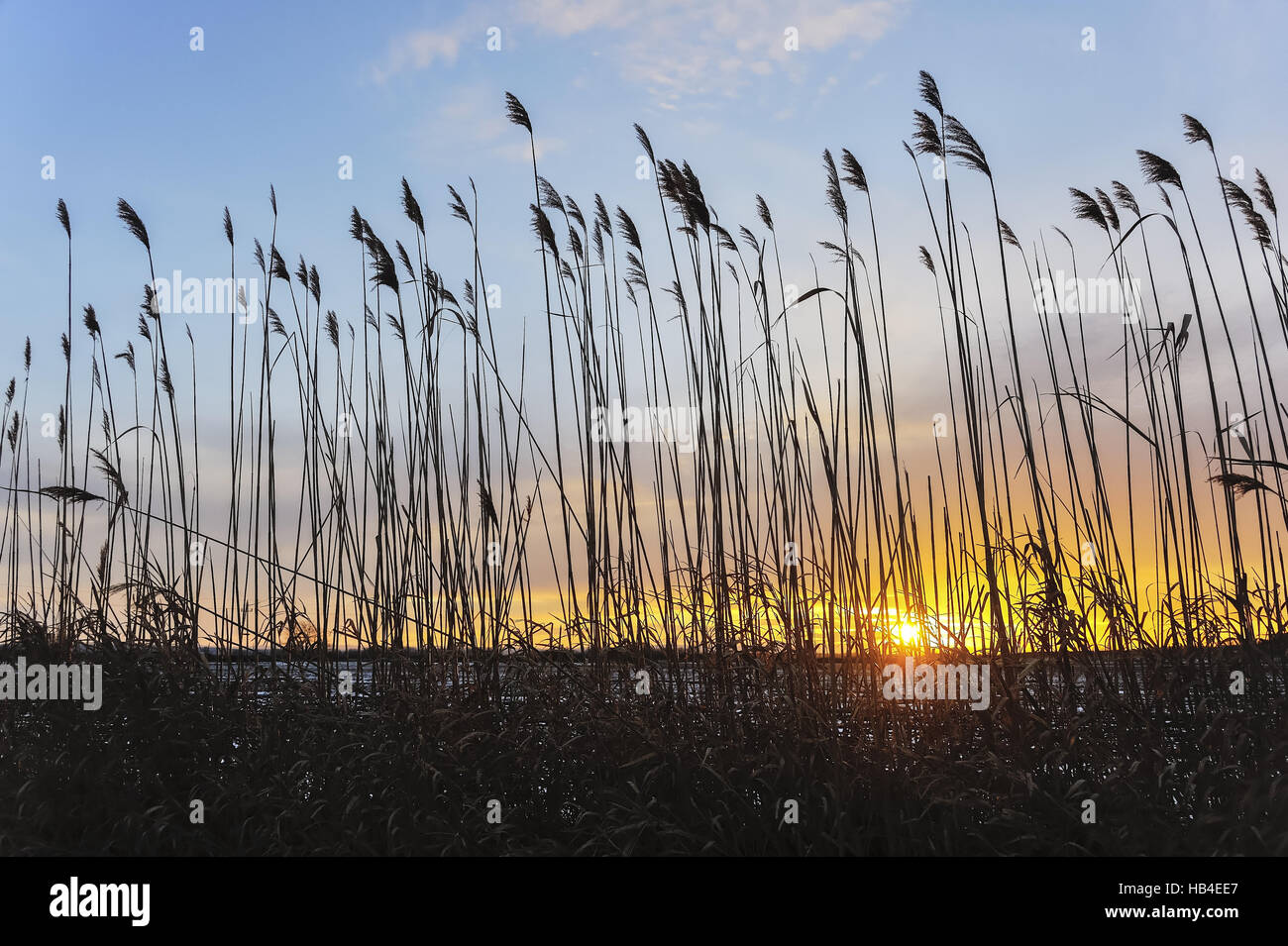 Sunset in the reed Stock Photo