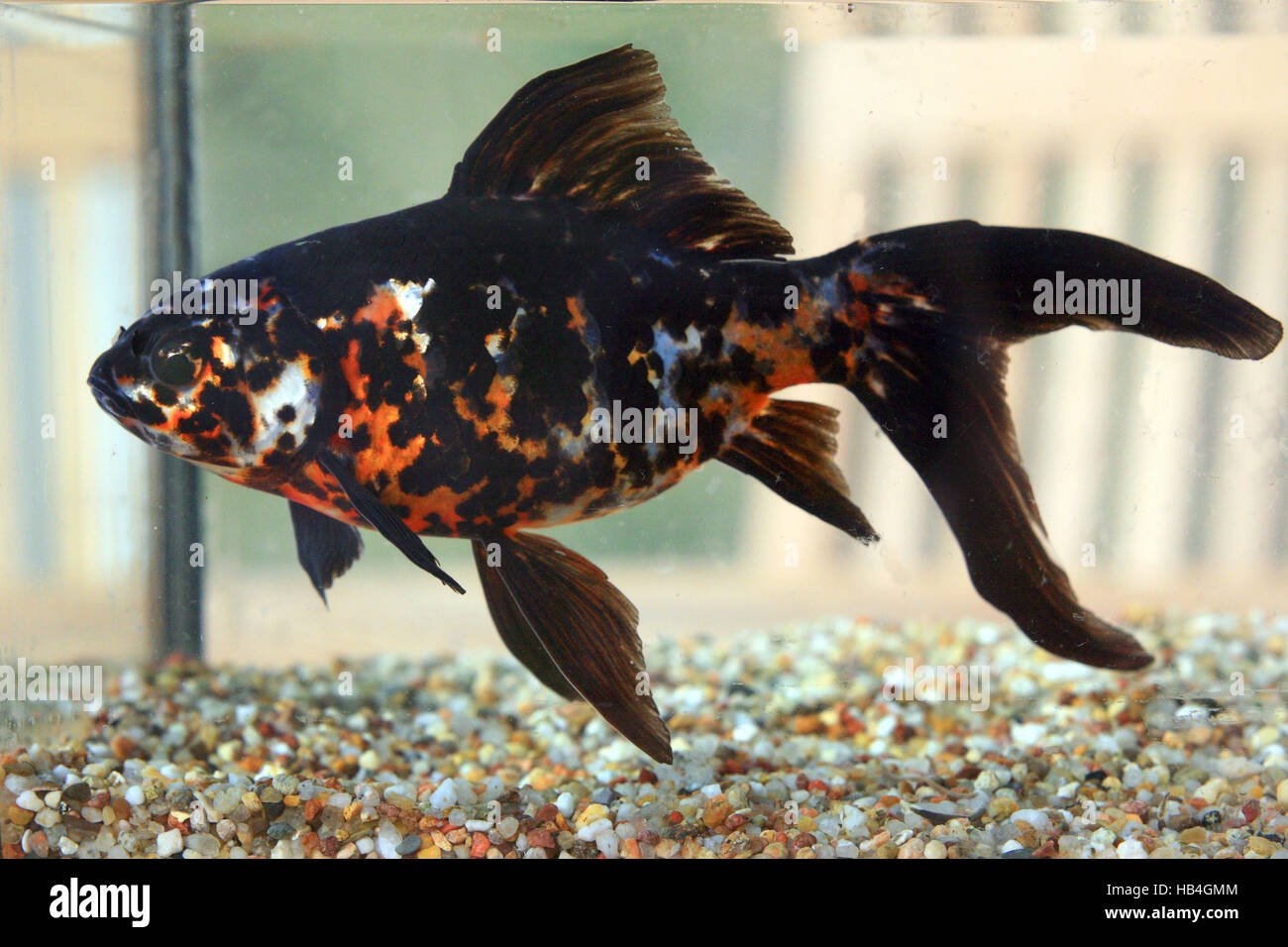 goldfish shubunkin Stock Photo