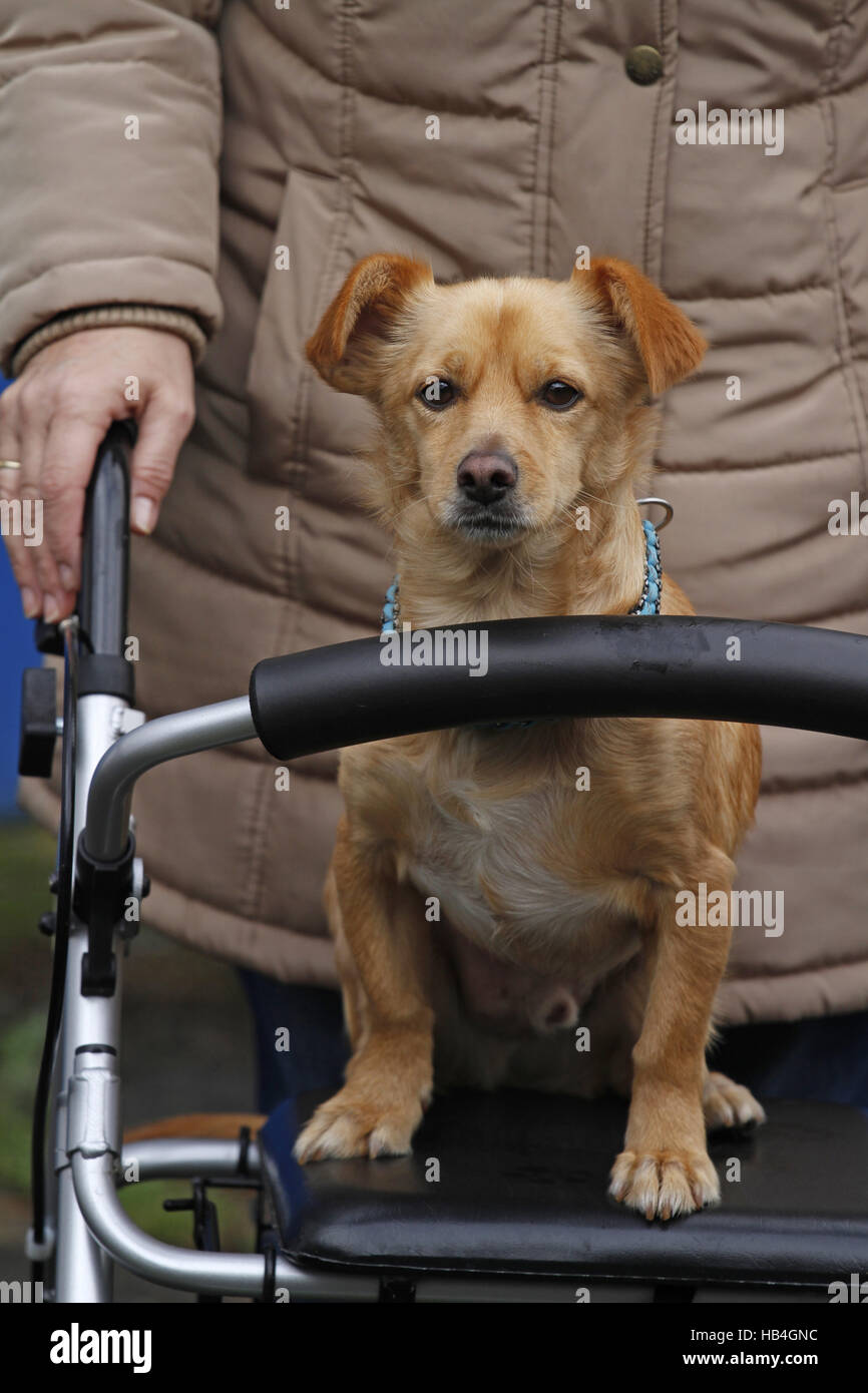 dog on a wheeled walker Stock Photo - Alamy
