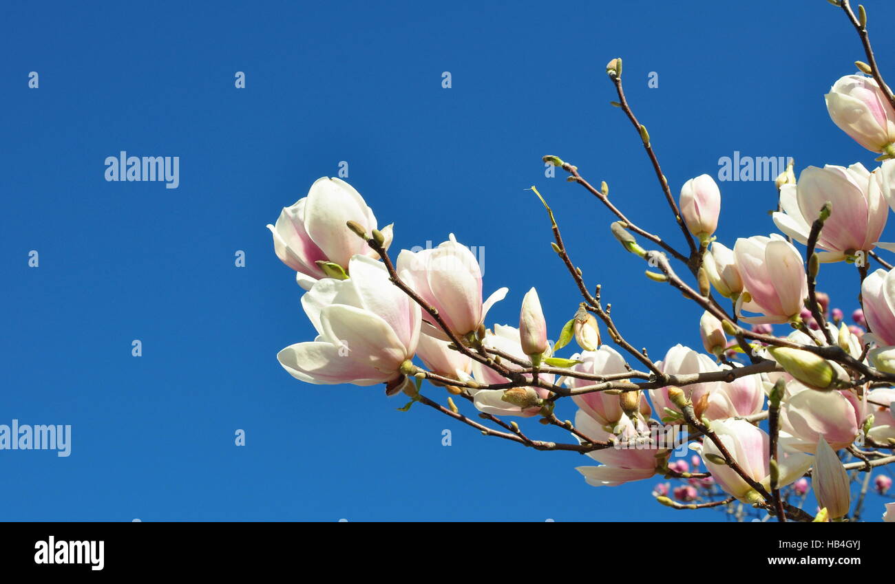 Spring Magnolia Flowers and Blue Sky Stock Photo - Alamy