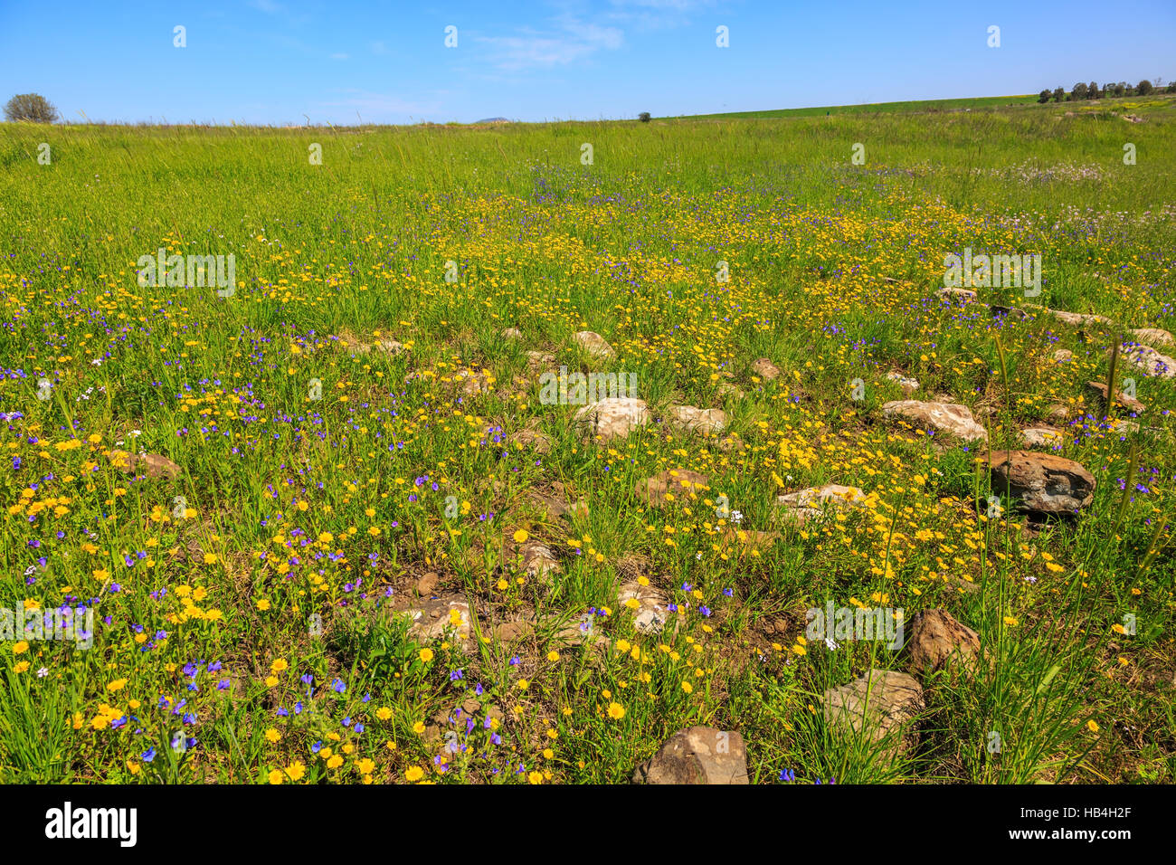 Flat carpet of wild flowers Stock Photo