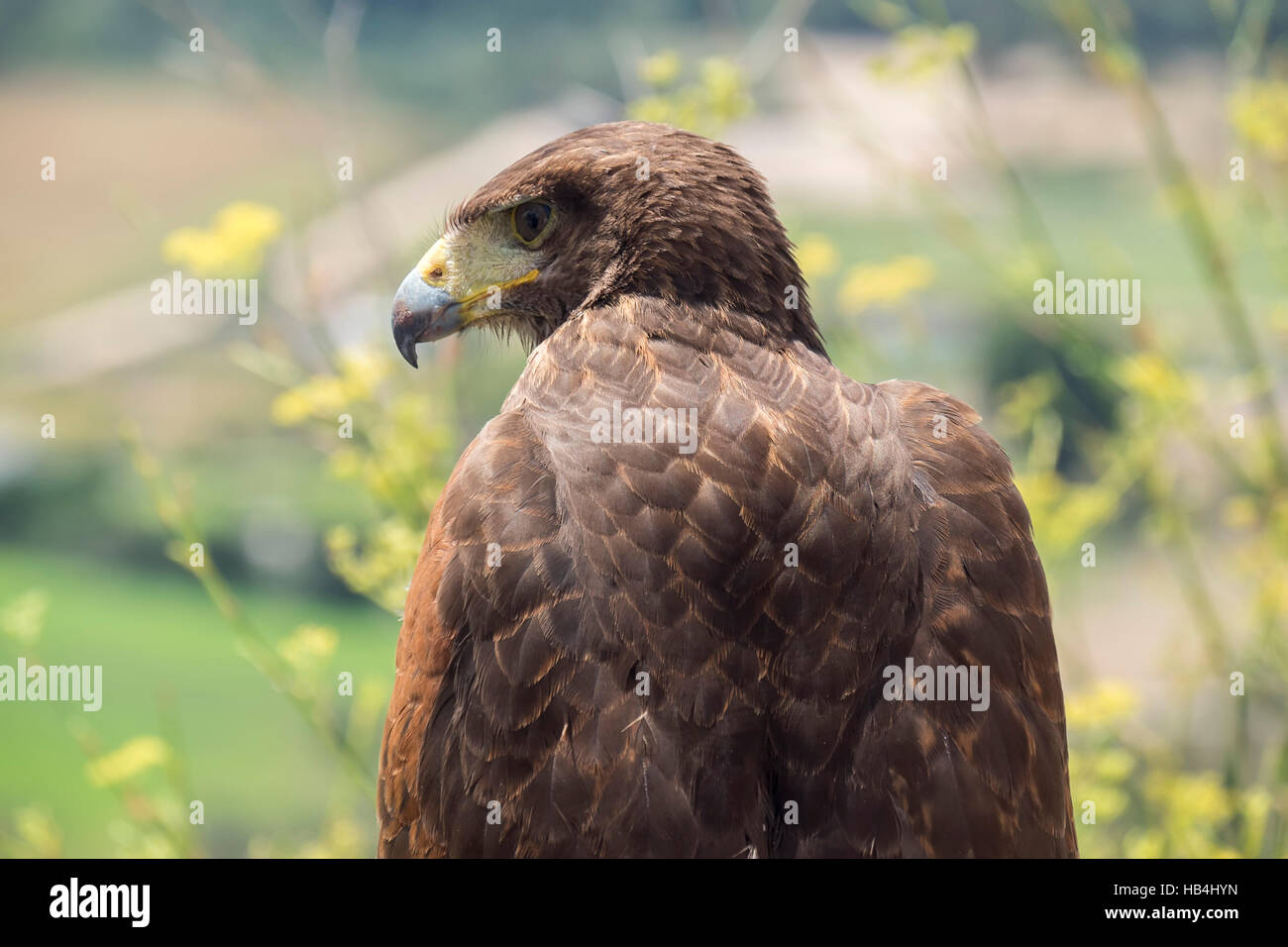 Golden eagle resting in the sun Stock Photo - Alamy