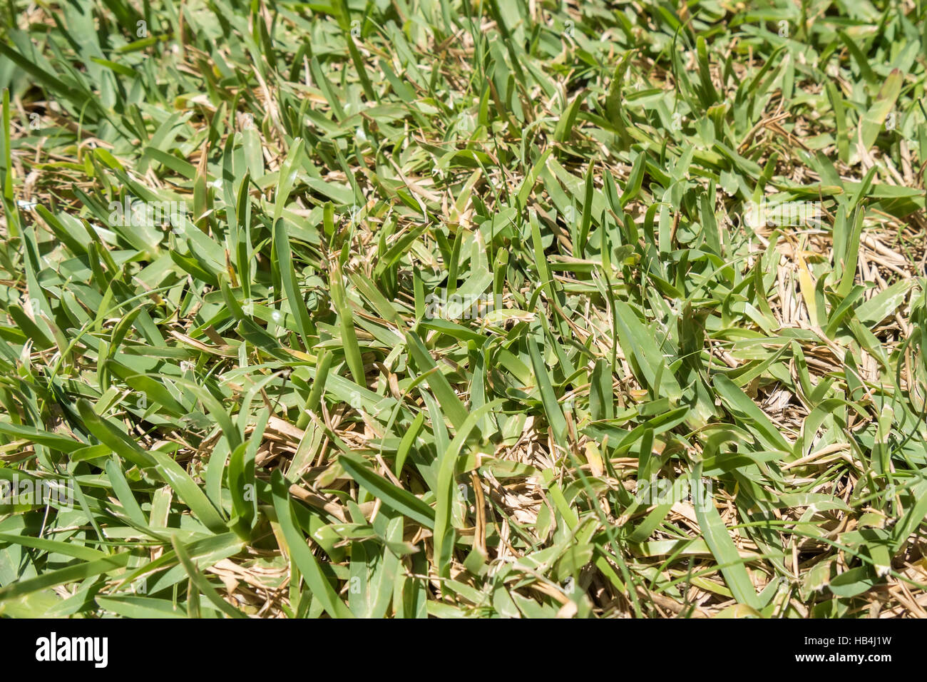 Cut Uncut Grass High Resolution Stock Photography and Images - Alamy