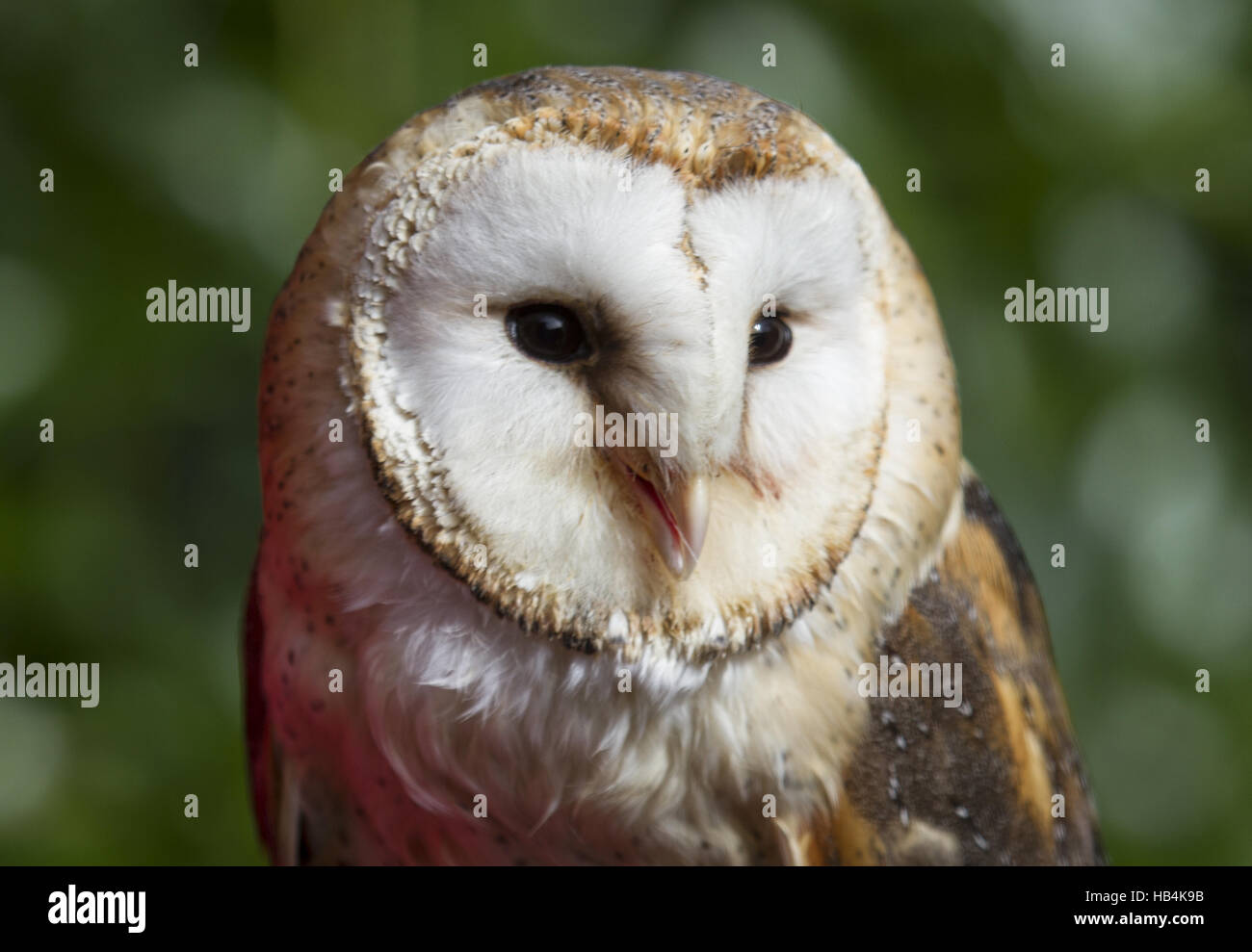Common Barn Owl Stock Photo