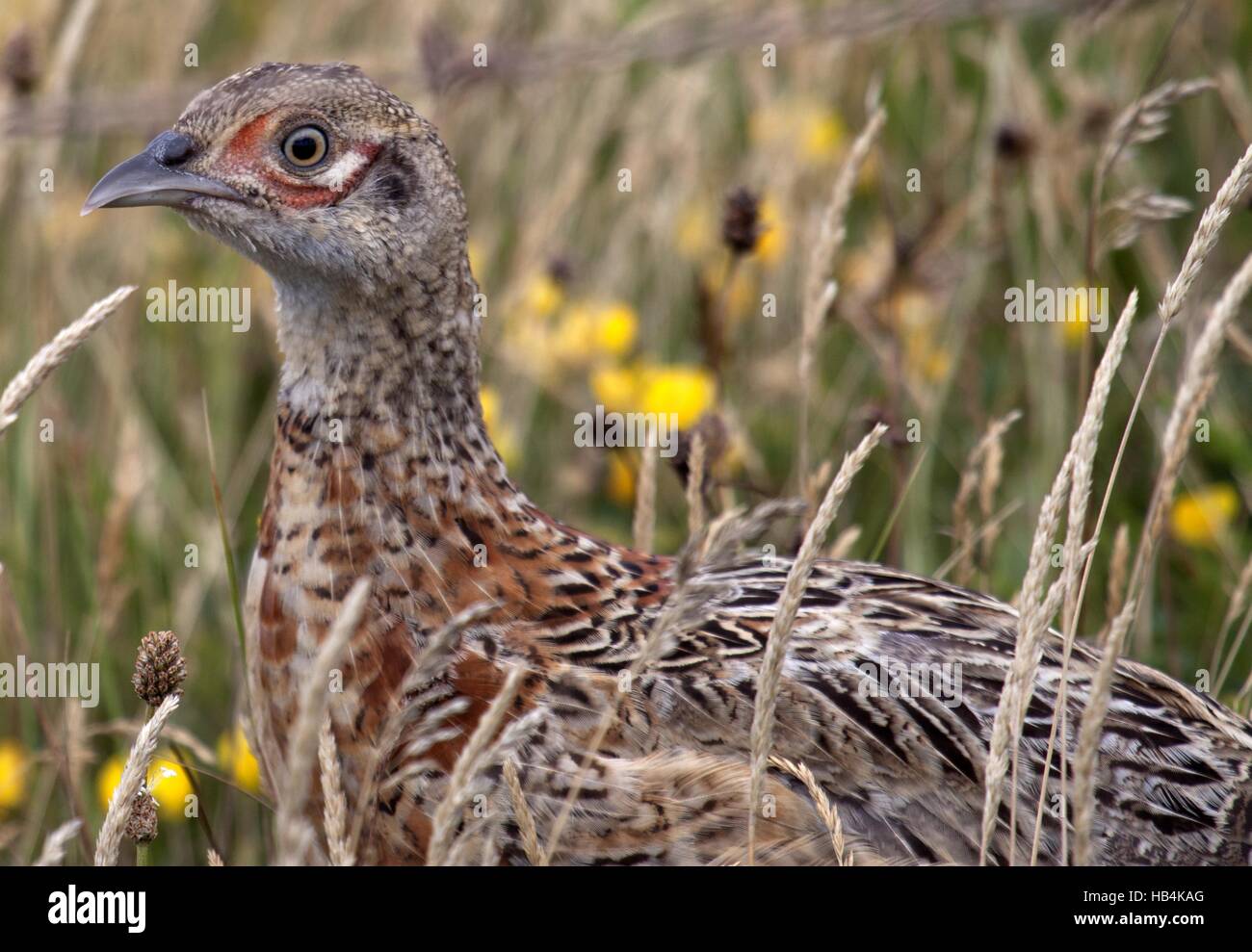 Common Pheasant Stock Photo