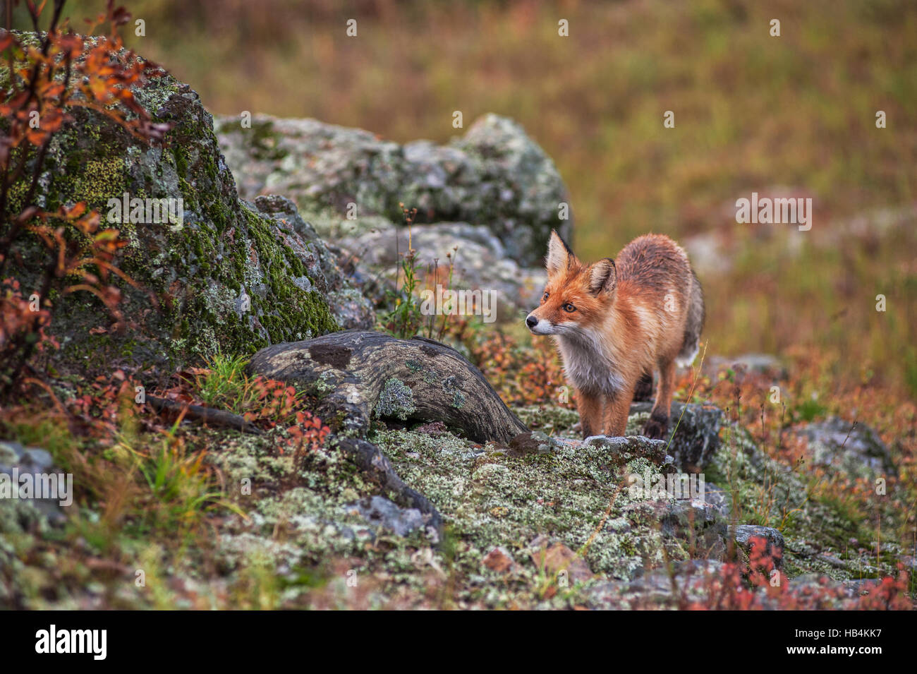 Red fox in taiga Stock Photo Alamy
