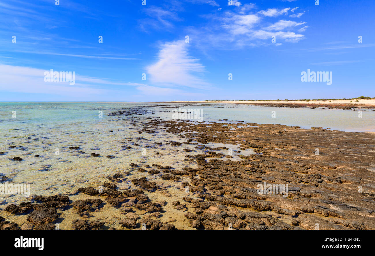 Stromatolites at Hamelin Pool Marine Nature Reserve. Shark Bay, Stock Photo