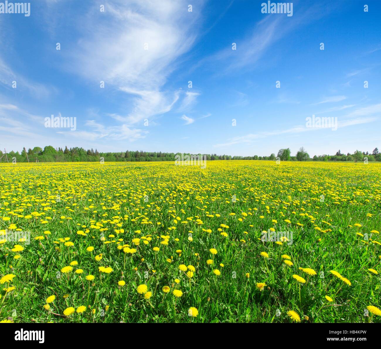 Yellow and blue flowers hi-res stock photography and images - Alamy