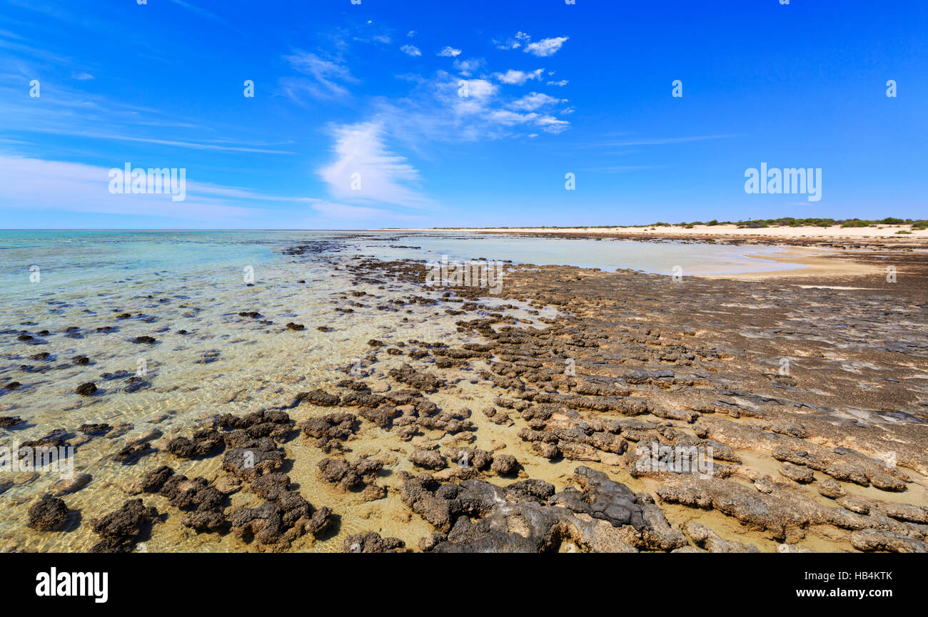 Stromatolites at Hamelin Pool Marine Nature Reserve. Shark Bay Stock Photo