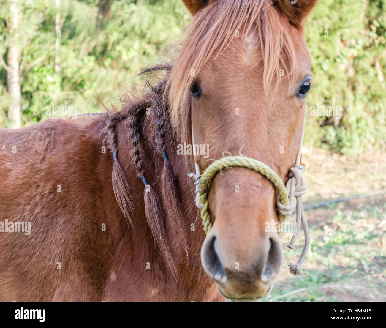 Horse with braids Stock Photo