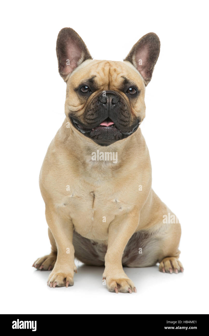 Beautiful french bulldog dog Stock Photo Alamy