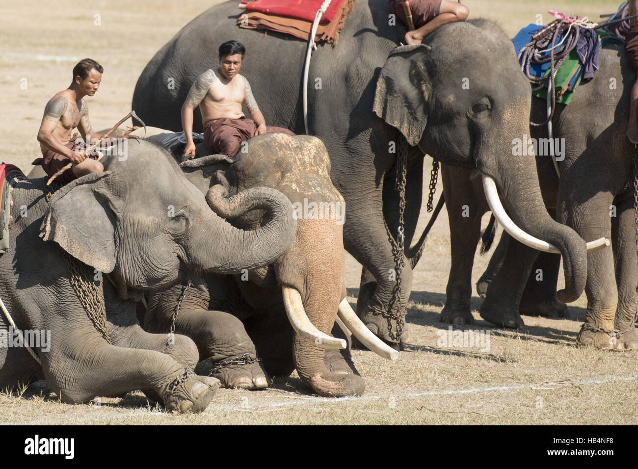 THAILAND SURIN ELEPHANT ROUND UP FESTIVAL Stock Photo Alamy