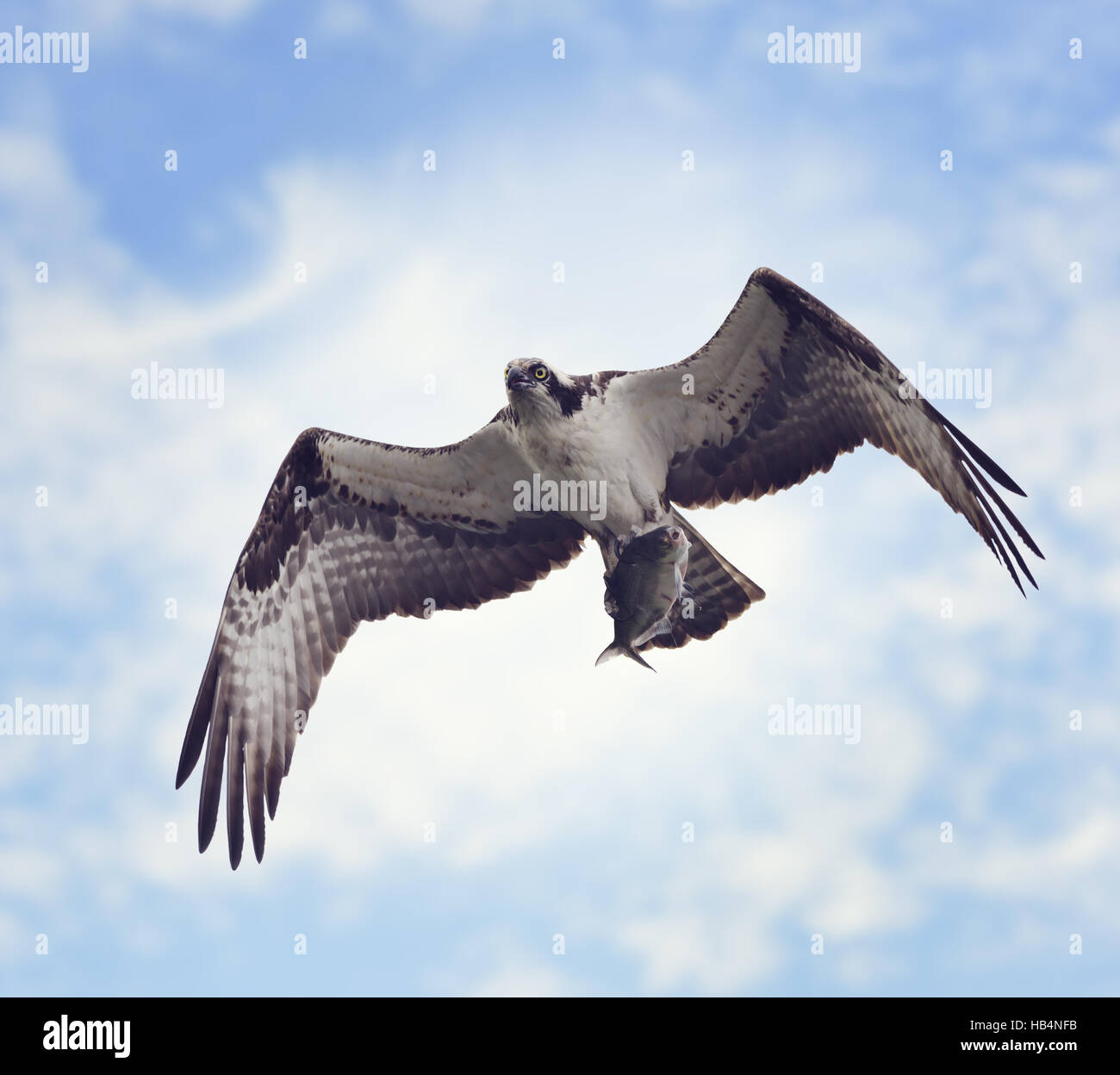 Osprey with Fish Stock Photo