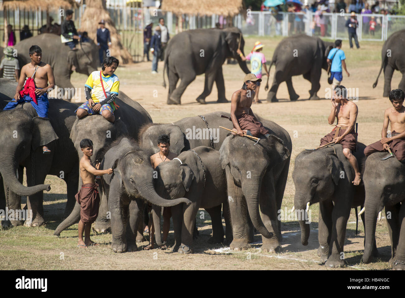 THAILAND SURIN ELEPHANT ROUND UP FESTIVAL Stock Photo Alamy