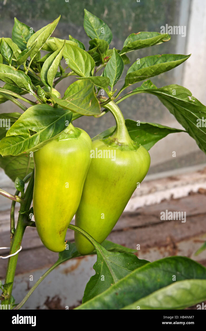 Green paprika in a greenhouse Stock Photo Alamy