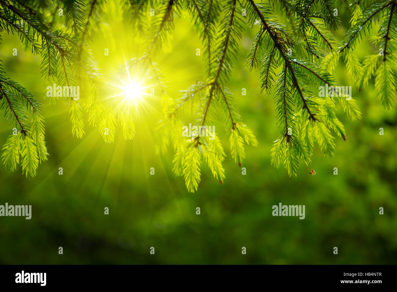 Sunlight in the green forest Stock Photo - Alamy