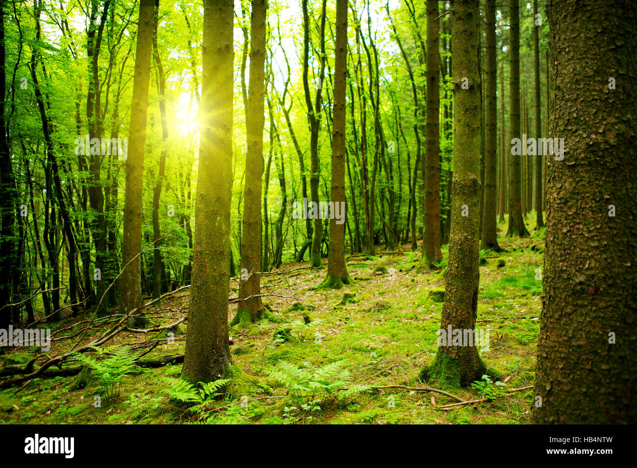 Sunlight in the green forest Stock Photo - Alamy