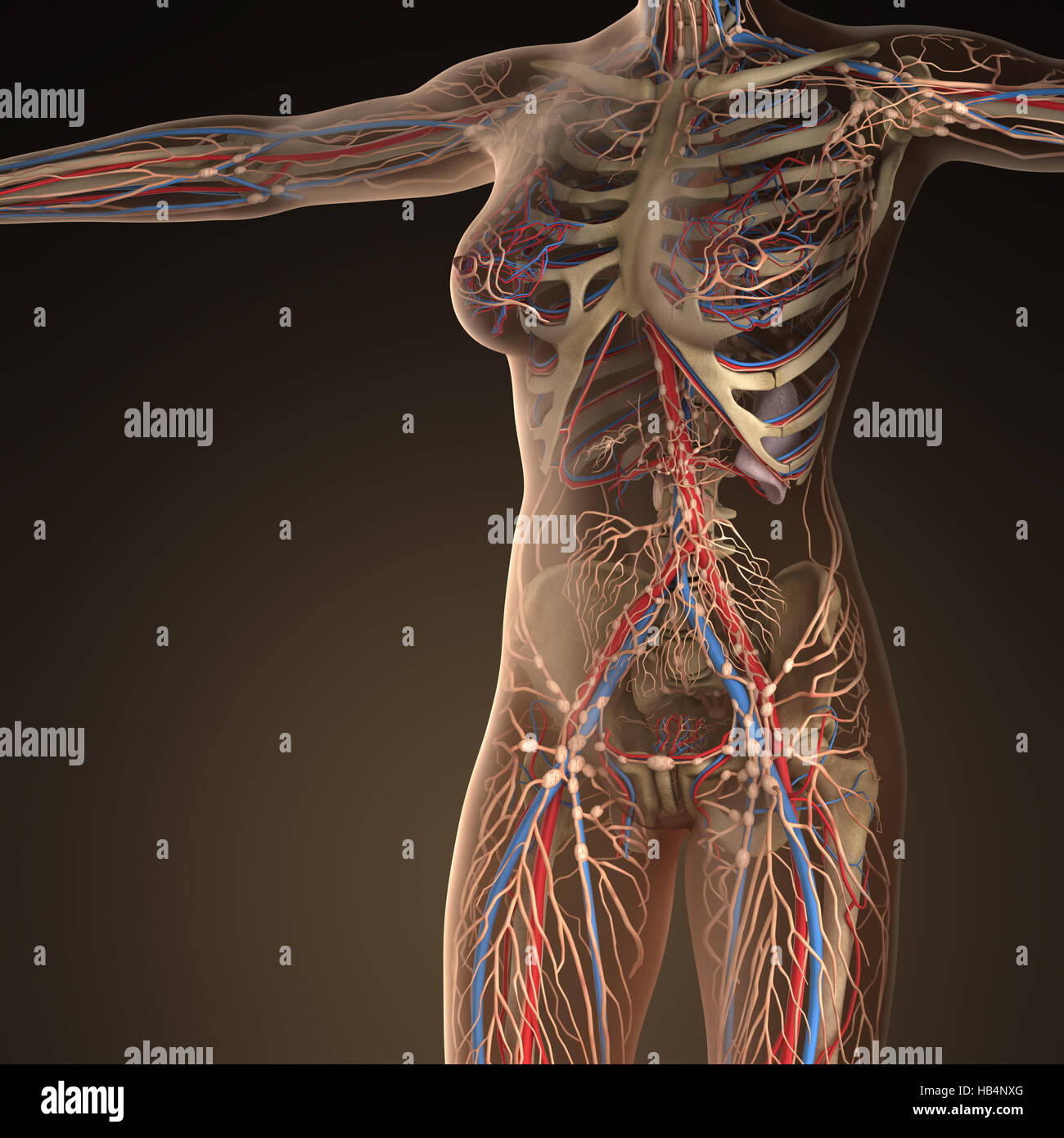 Human circulation cardiovascular system with bones in transparent body Stock Photo