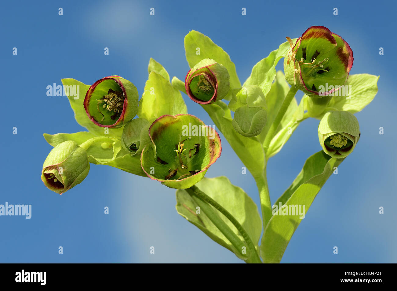 hellebore, forest plant, blossom Stock Photo