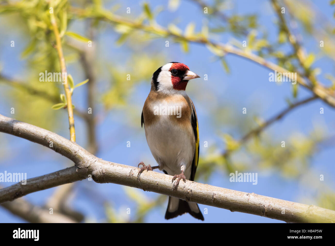 European goldfinch Stock Photo - Alamy