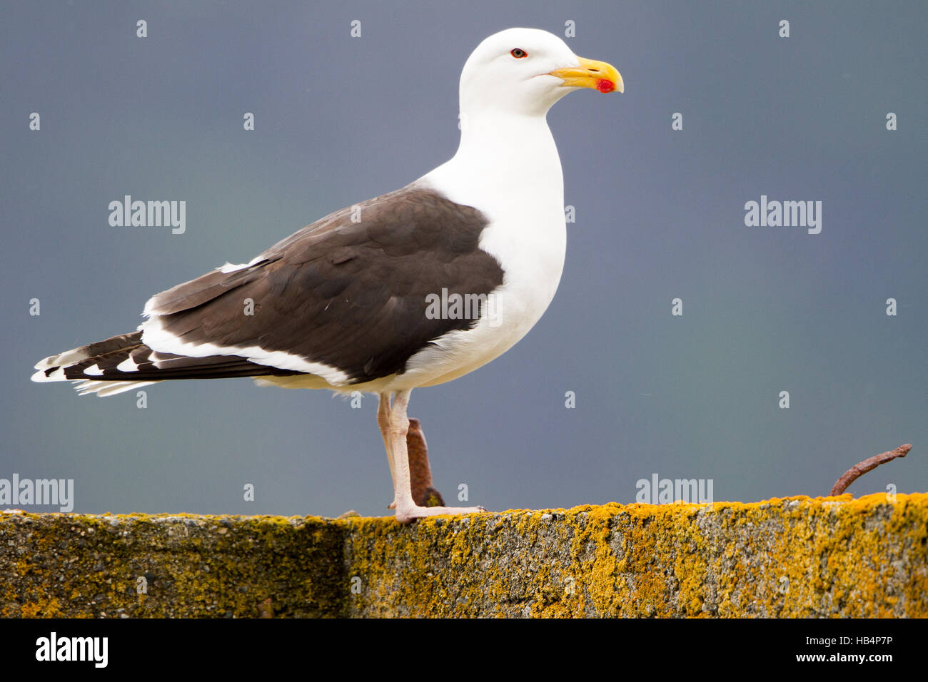 Great black-backed gull Stock Photo