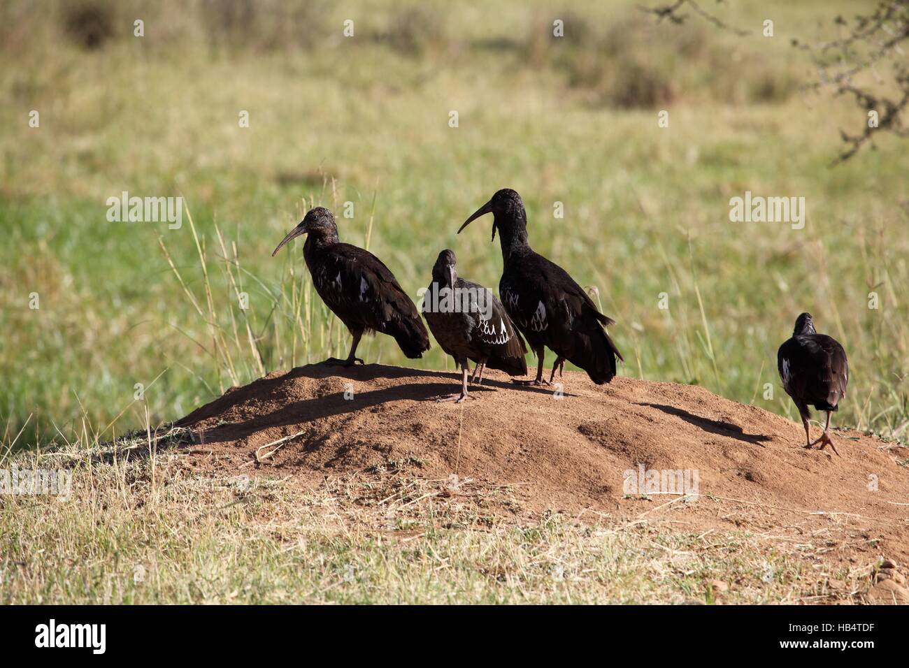 Wattled ibises bostrychia carunculata hires stock photography and