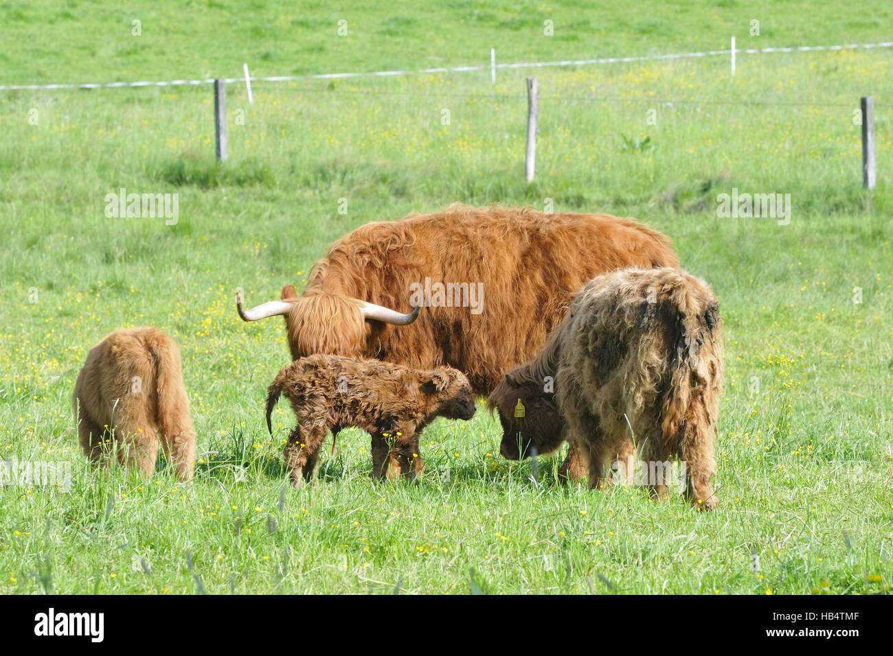 Rinderhaltung hi-res stock photography and images - Alamy