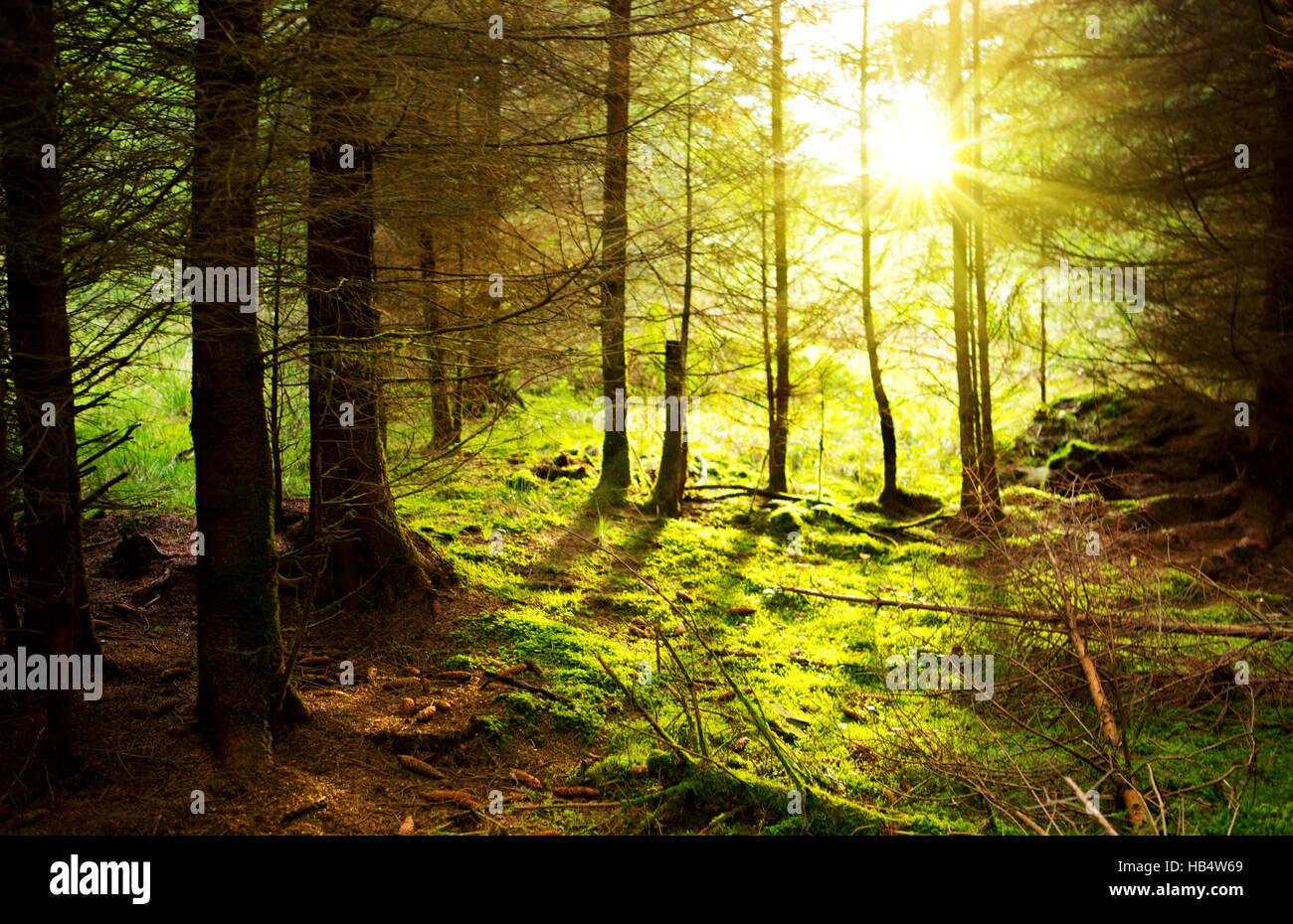 Sunny beams in forest hi-res stock photography and images - Alamy