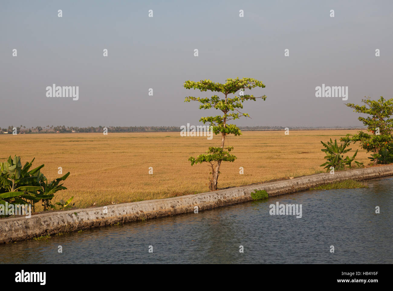 Paddy field of kerala hi-res stock photography and images - Alamy
