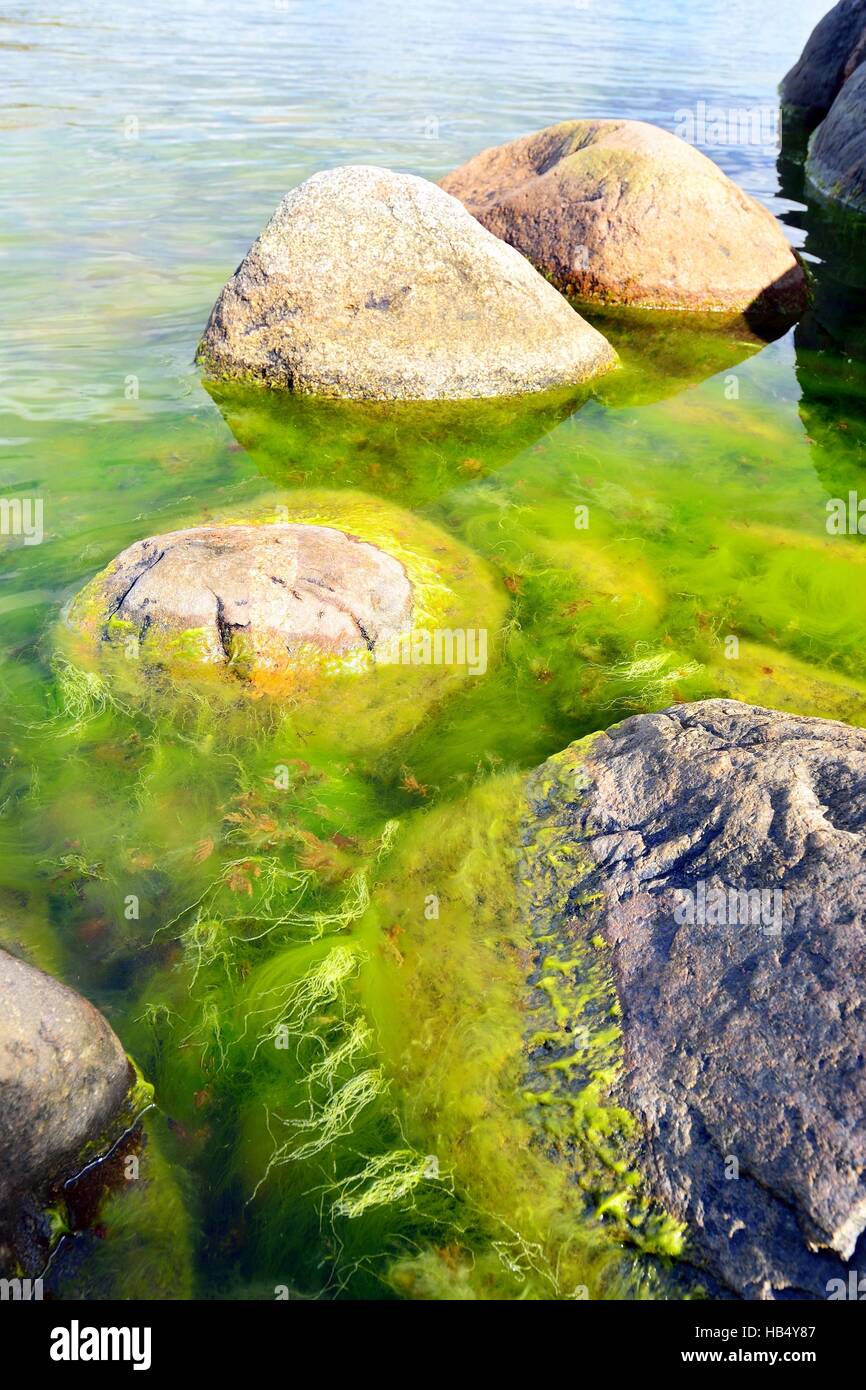 Green seaweed and coastal rocks environment, Finland Stock Photo